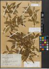 Foto von Salix alba L. x Salix fragilis L.